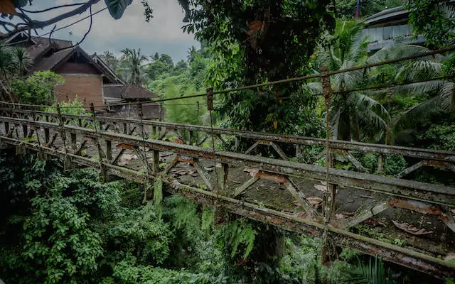 Wild Magic: Enjoying Views of Ubud's Natural Monkey Habitat